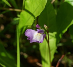 Mazus pumilio