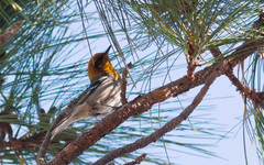 Peucedramus taeniatus