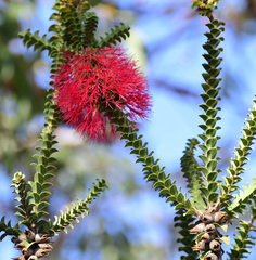 Melaleuca transversa