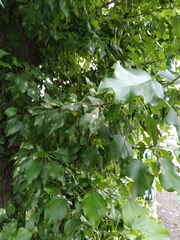 Populus