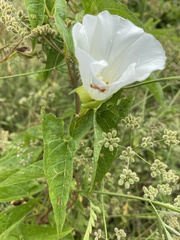 Calystegia silvatica fraterniflora