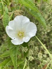 Calystegia silvatica fraterniflora