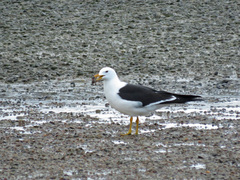 Larus atlanticus