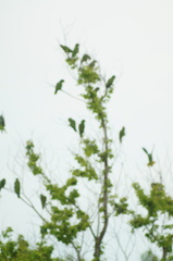 Amazona albifrons