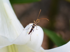 Strangalia luteicornis
