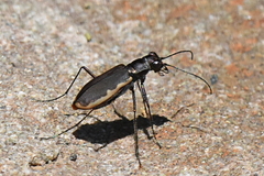 Cicindela marginipennis
