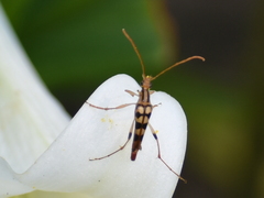 Strangalia luteicornis