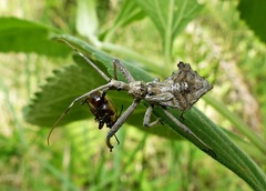 Harpactor tuberculosus