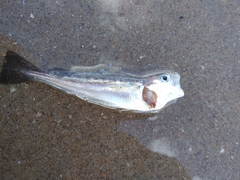 Merlangius merlangus