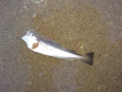 Merlangius merlangus