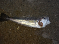 Merlangius merlangus