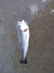 Merlangius merlangus