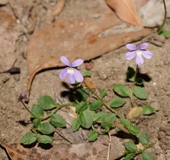 Lobelia beaugleholei