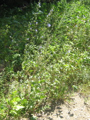 Cichorium intybus