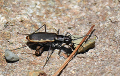 Cicindela marginipennis