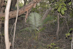 Archontophoenix alexandrae