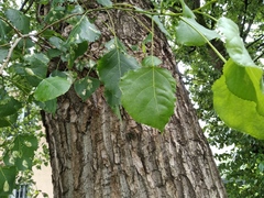Populus