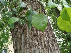 Populus