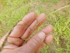 Leptochloa mucronata