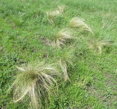 Stipa tirsa