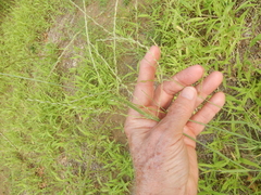Leptochloa mucronata