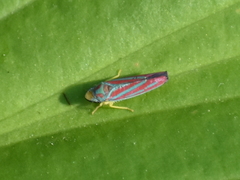 Graphocephala coccinea coccinea