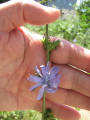 Cichorium intybus