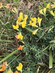 Lotus corniculatus