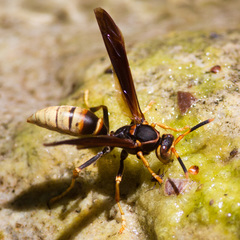 Polistes comanchus navajoe