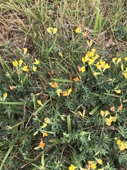 Lotus corniculatus