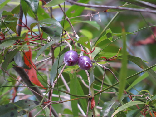 Syzygium oleosum observed 2020-07-10