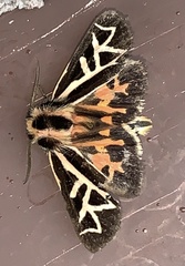 Apantesis williamsii