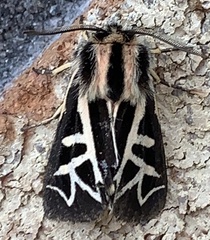 Apantesis williamsii