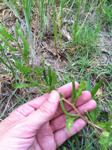 Cutleaf evening primrose