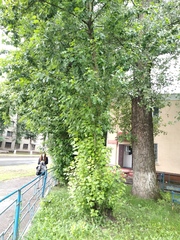 Populus