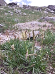 Plantago alpina