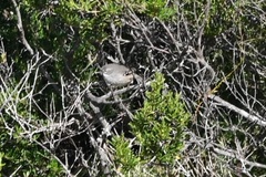 Sericornis maculatus