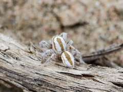 Pseudomogrus zhilgaensis