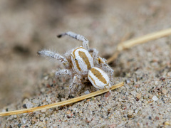 Pseudomogrus zhilgaensis