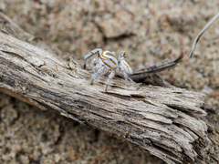 Pseudomogrus zhilgaensis