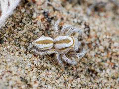 Pseudomogrus zhilgaensis