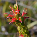 Adenanthos obovatus - Photo (c) Chris Clarke, algunos derechos reservados (CC BY-NC), subido por Chris Clarke
