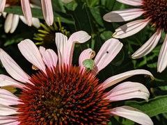 Palomena prasina