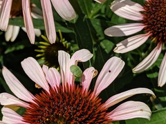 Palomena prasina