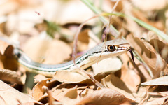 Masticophis bilineatus