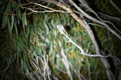 Cercartetus concinnus