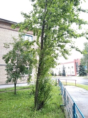 Populus
