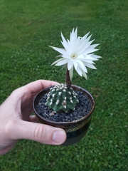 Pygmaeocereus bieblii