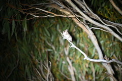 Cercartetus concinnus
