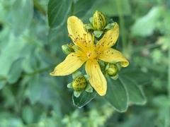 Hypericum maculatum obtusiusculum